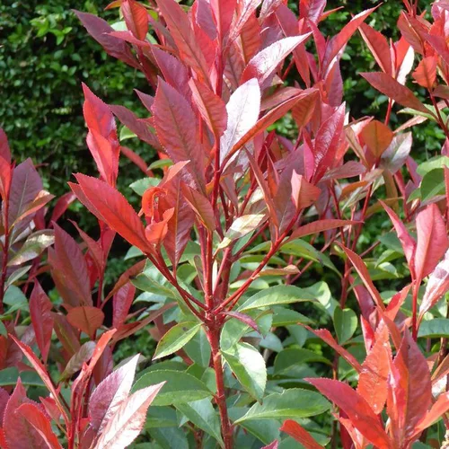 Esprit jardin:Photinia Fraseri Red Robin 80/100. Le pot de 5 litres