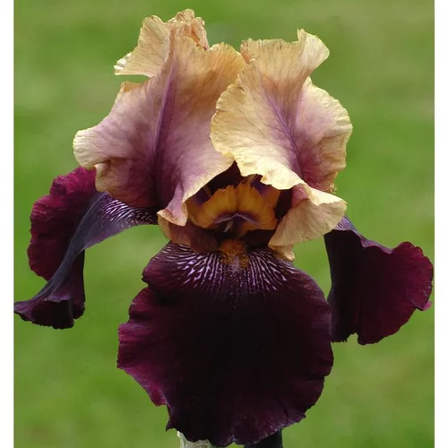 Équipement au jardin：Iris des Jardins 'Soft Jazz' - Le pot de 1 litre