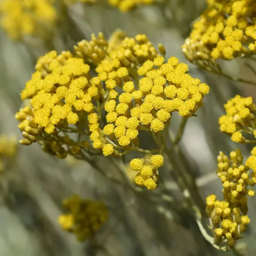 Pour mieux organiser votre jardin：Immortelle d’Italie botanic® jaune. Le pot de 9 x 9 cm