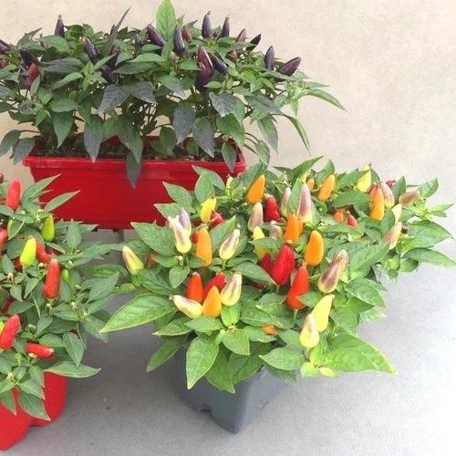 Pour vos projets extérieurs:Piment décoratif - La jardinette de 25 cm