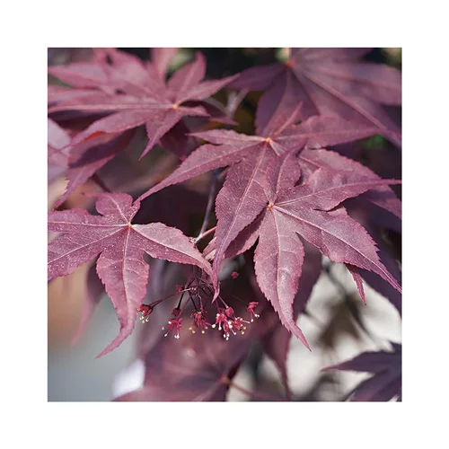 Pour votre espace extérieur:Erable du Japon (ACER PALMATUM BLOODGOOD ) Le pot de 30 litres