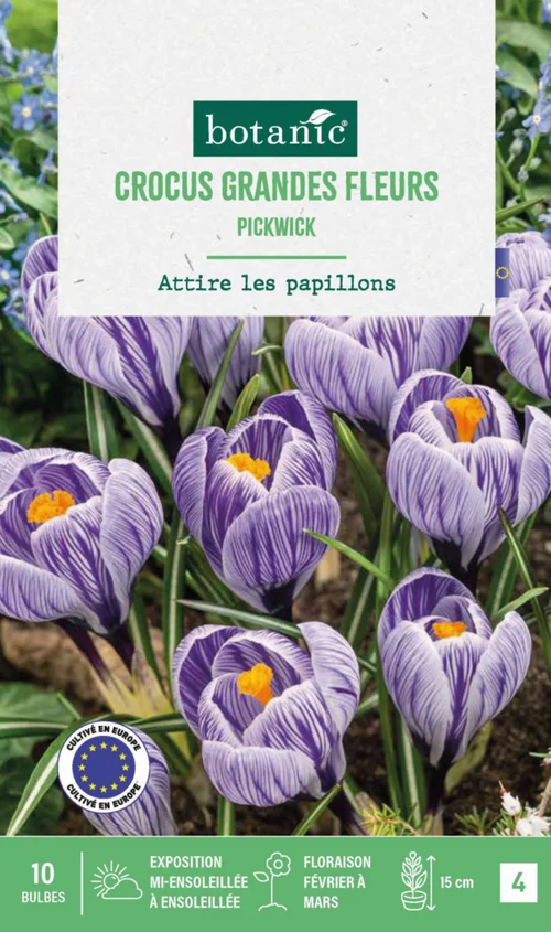 Bien pensé extérieur：Crocus pickwick en mélange botanic® - 10 bulbes