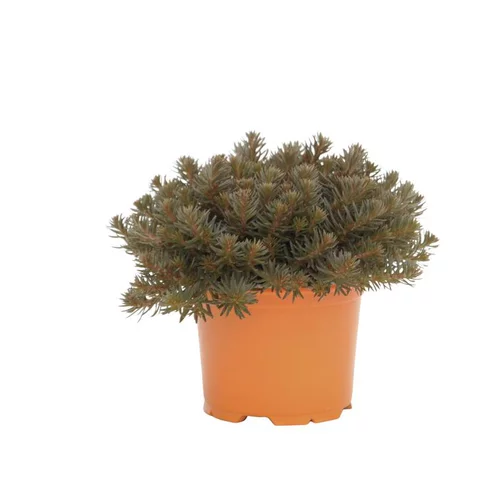 Idéal pour le jardin：Sedum Chocolate Ball - Le pot diam 12 cm
