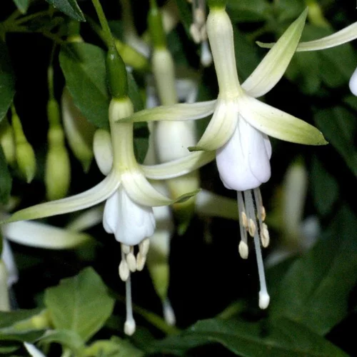 Pour votre quotidien：Fuchsia vivace hawkshead blanc en pot de 2 L