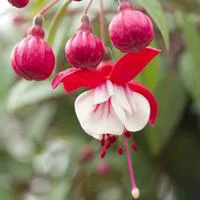Malin pour le jardin:Fuchsia Nain - Le pot de 10.5 cm