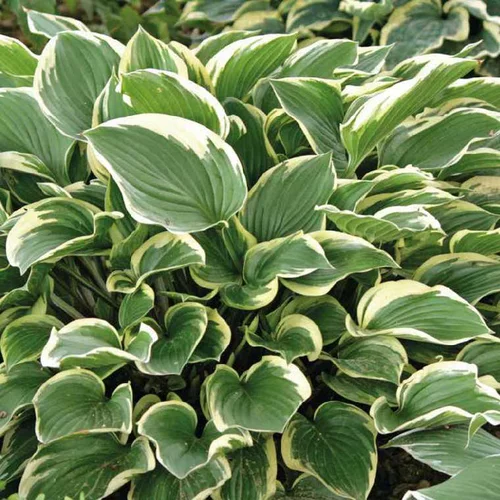 Pratique jardin：Hosta Aureomarginata - Le pot de 9 x 9 cm