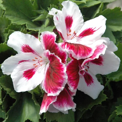 Confort au jardin:Pélargonium à grandes fleurs - Le pot de 1 litre