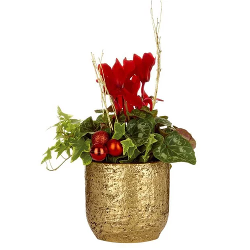 Jardin & nature:Mini Cyclamen + lierre pot or - Le pot
