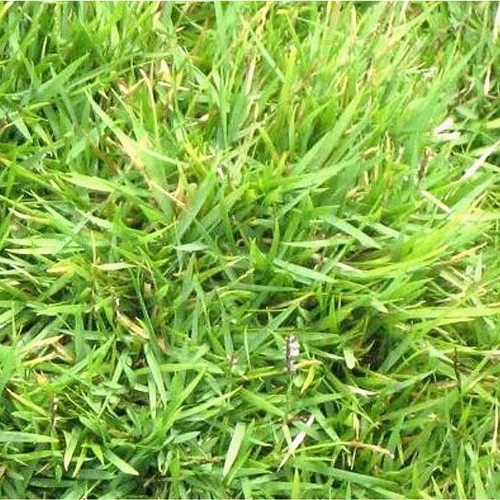 Nature pratique:Zoysia tenuifolia - Le pot de 4 litres