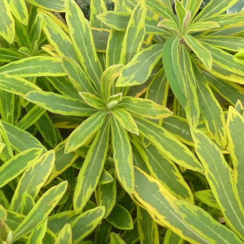 Pour vos envies de jardin:Euphorbe Vivace Ascot Rainbow - Le pot de 12 cm