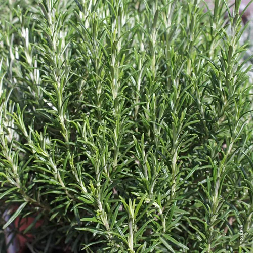 Solution au jardin：Romarin Officinal Bio. Le pot de 1 litre