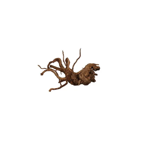 Jardin malin：Vigne araignée rare rouge taille XS 10 x 15 cm