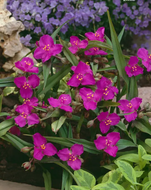 Essentiel jardin:Éphémère De Virginie ‘Karminglut’ - Le pot de 2 litres