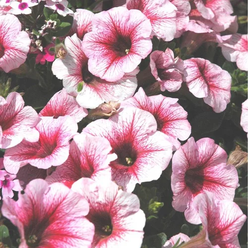 Essentiel maison：Pétunia retombant - La coupe de Ø 30-35 cm