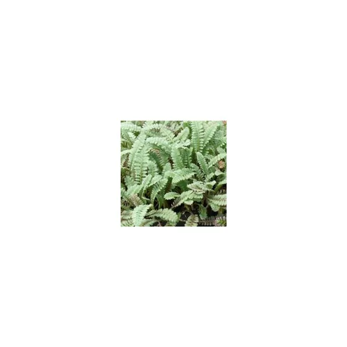 Jardin déco:Leptinella Squalida - Le pot de 1 litre