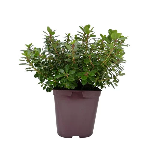 L’esprit jardin:Escallonia en pot de 3 L vert