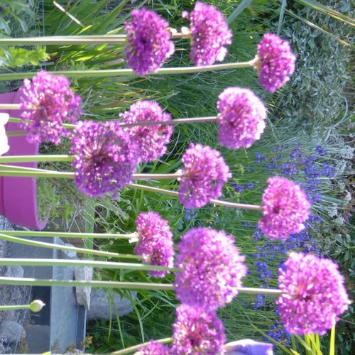 Jardin accessoire:Allium X Gladiator - Le pot de 3 litres