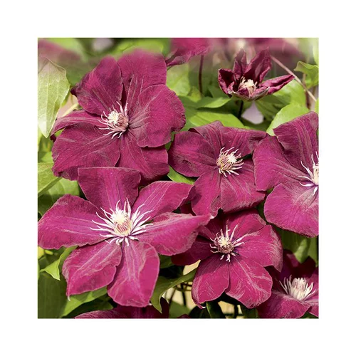 Confort nature：Clématite rouge cardinal coloris rouge. Le pot de 1,3 litres