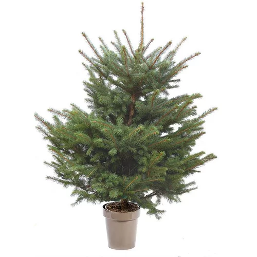 Qualité pour le jardin:Sapin de Noël naturel en pot Picea Pungens botanic® - 125 à 150 cm