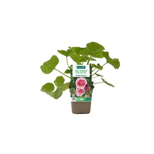 Choix jardin：Rose trémière double ‘Fiesta Time’ - Le pot de 1 litre
