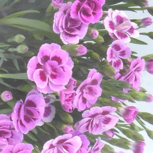 Pour un jardin bien organisé:Œillet nain Pink Kisses® - La jardinière de 40 cm