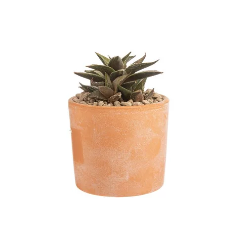 Jardin à vivre：Haworthia mix en pot terre cuite H 15 x Ø 10 cm
