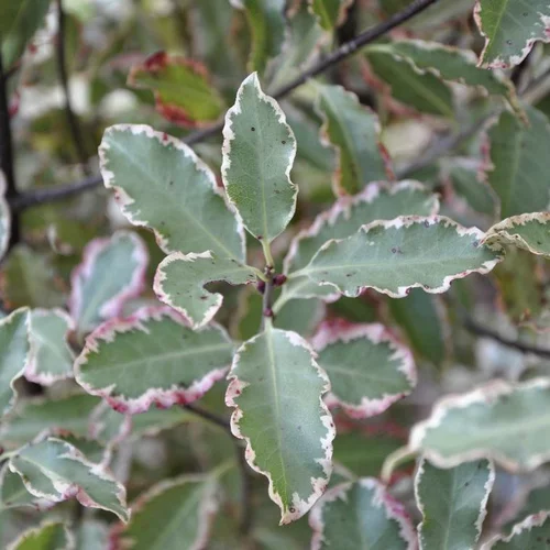 Pour plus de praticité au jardin：Pittosporum Tenuifolium Elizabeth (Pittospore Elizabeth) en pot de 7,5 L multicolore