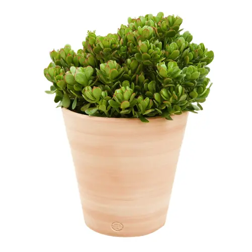 Pour vos jardins:Pot Vaso lisse D40x H40
