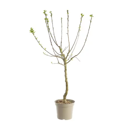 Idée nature：Prunier Reine Claude Doree. Le pot de 12 litres, forme gobelet