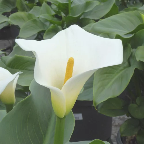 Une touche extérieure：Arum blanc - Le pot de 2 litres