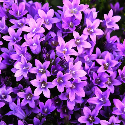 Pensé pour le jardin:Campanula Poscharskyana - Le pot de 10,5 cm