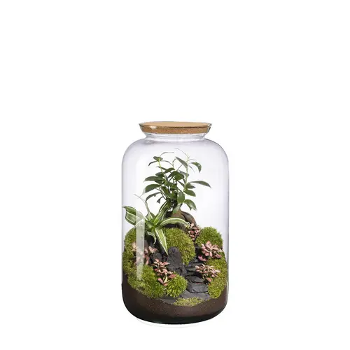 Maison & jardin:Terrarium autonome Bonbonne Landscape botanic® - taille M