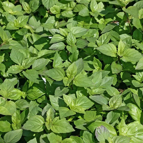 Le choix jardin：Basilic Marseillais Bio. Le pot de 1 litre