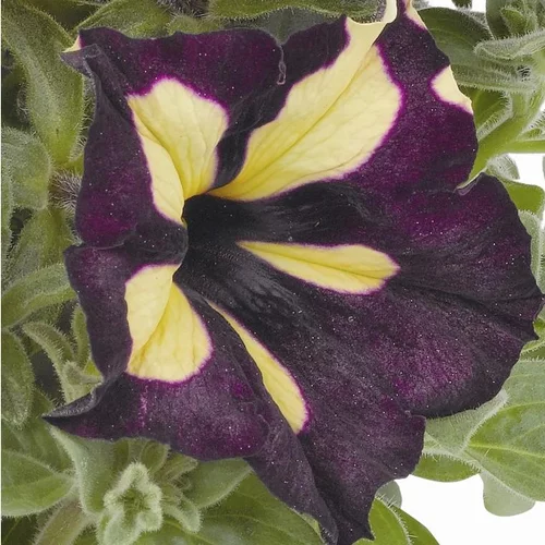 Pour votre espace vert:Pétunia Queen be - Le pot de 1 litre