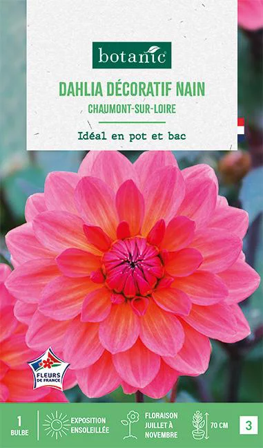 Pratique extérieur:Bulbe de fleurs Dalhia nain double Chaumont sur Loire botanic® - 1 bulbe