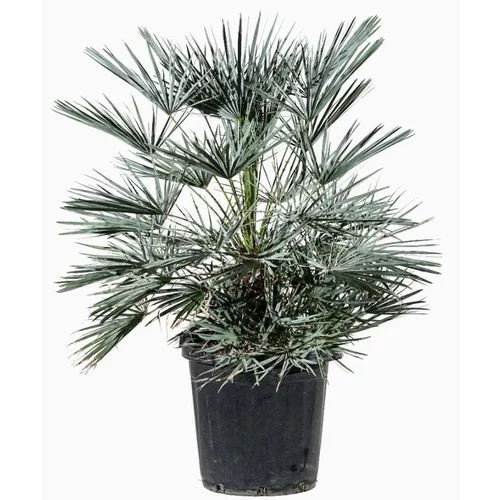 Pour tous vos projets extérieurs：Palmier nain (Chamaerops Humilis) Cerifera. Le pot de 50 litres