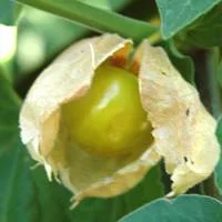 À avoir pour l’extérieur：Physalis. Le pot de 2,5 litres