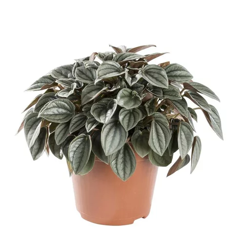 Sélection pour le jardin:Peperomia Piccolo Banda Ø 6cm