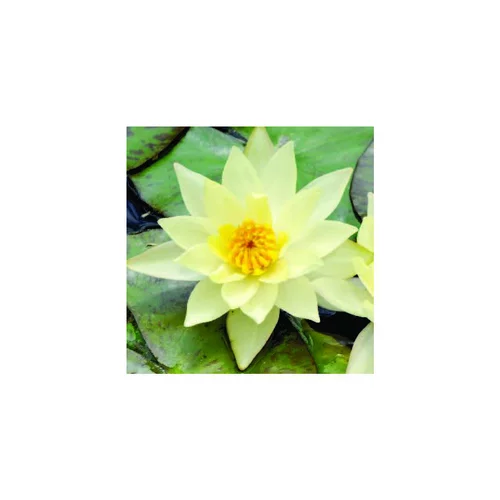À adopter pour l’extérieur：Nénuphar 'Pygmaea Helvola', variété naine