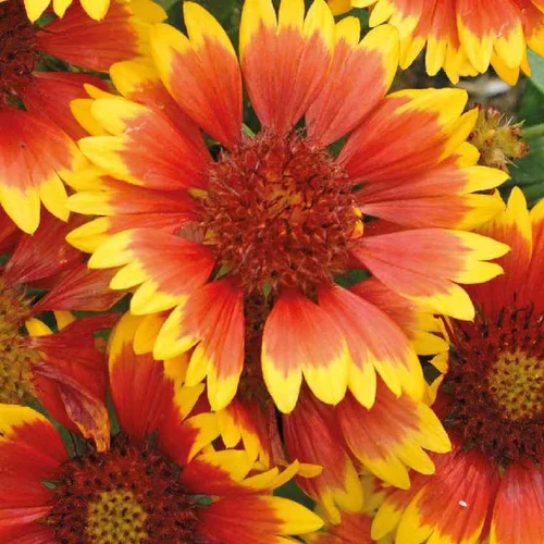Une idée pour le jardin:Gaillarde rouge jaune - Le pot de 9 x 9 cm