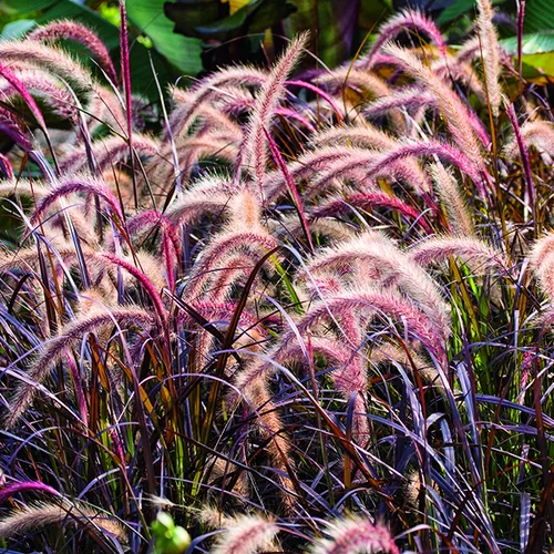 Pour compléter votre espace extérieur:Herbe-aux-Écouvillons pourpre botanic®. Le pot de 4 litres