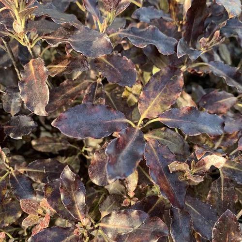 Pour votre confort au jardin：Pittosporum Tenuifolium Tom Thumb. Le pot de 25 litres