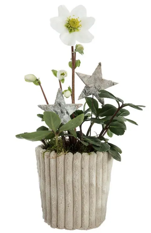 Facile à intégrer au jardin:Hellébore pot effet velours côtelé - Ø 10 cm