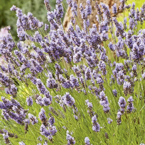 Jardin facile:Lavande ou Lavandin Grosso à fleurs violettes. Le pot de 3 litres