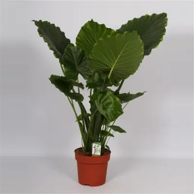 Pour un extérieur plus pratique:Alocasia Gageana California. Le pot de Ø 21 x H 95 cm