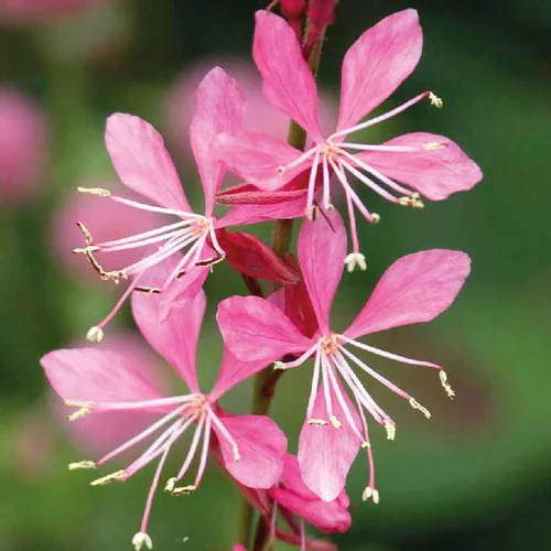 Pour mieux profiter du jardin:Gaura Rose - Le pot de 9 x 9 cm