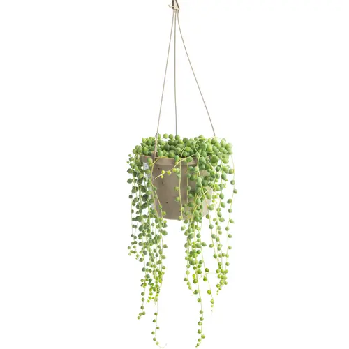 Mieux au jardin：Collier de perles (Senecio rowleyanus) vert. La suspension Ø 12 cm