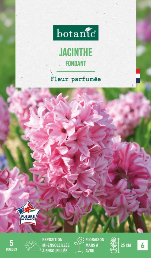 Jardin service:Jacinthe fondant botanic® - 5 bulbes