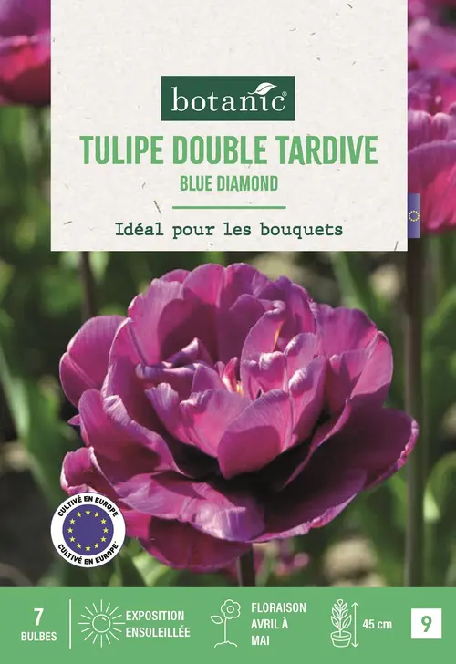 Parfait au jardin:Bulbes de fleurs Tulipe double tardive Blue Diamond violet botanic® - 7 bulbes