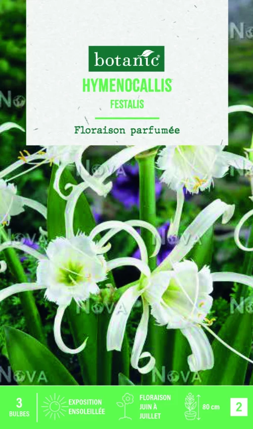 Sélection malin:Bulbe d’Hémérocalle Festalis blanc ® - 1 bulbe